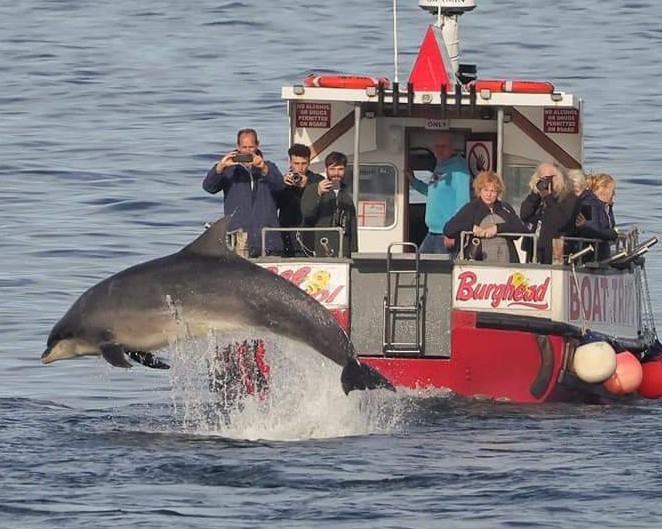 dolphin watching moray firth fishing charters
